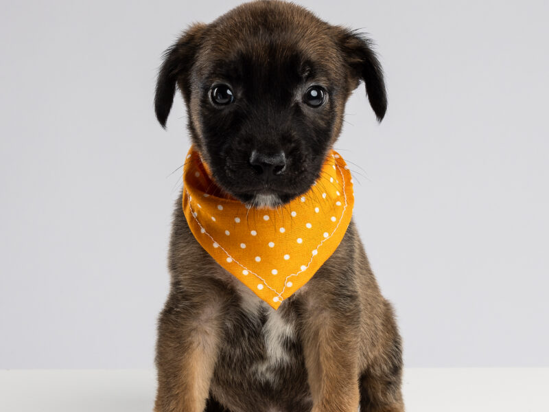 NACHITO