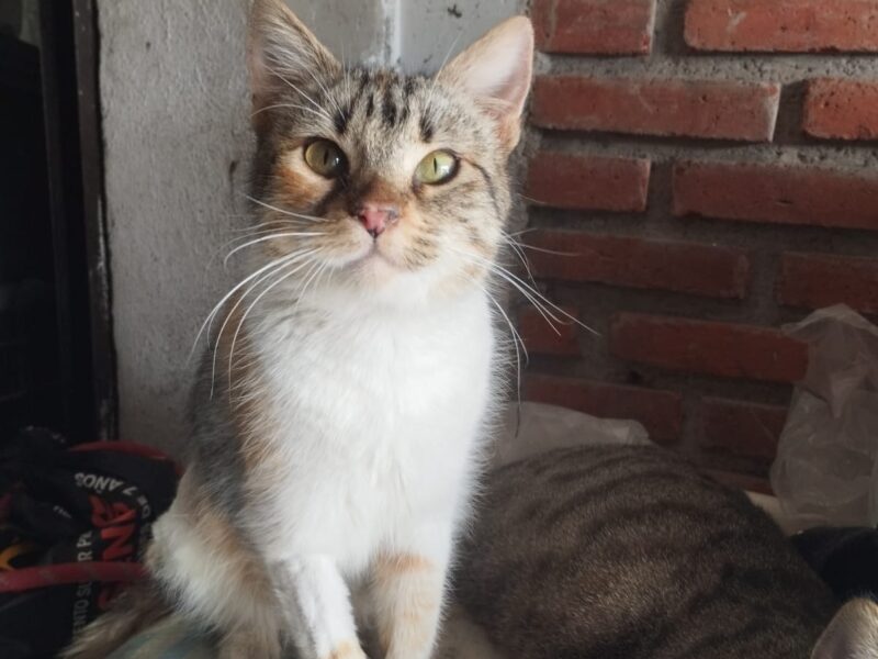NUCITA