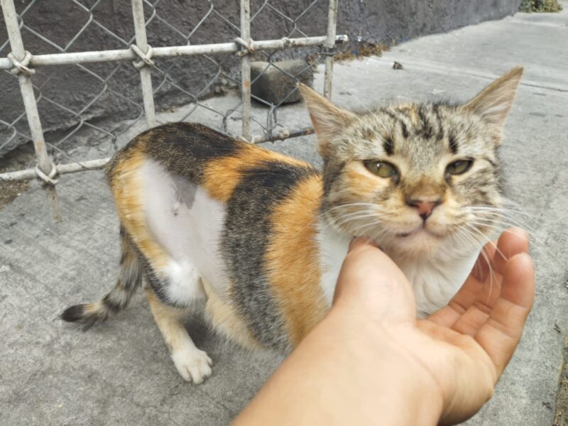 NUCITA