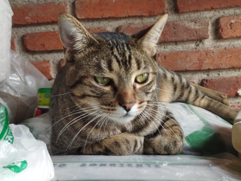 FELIPE