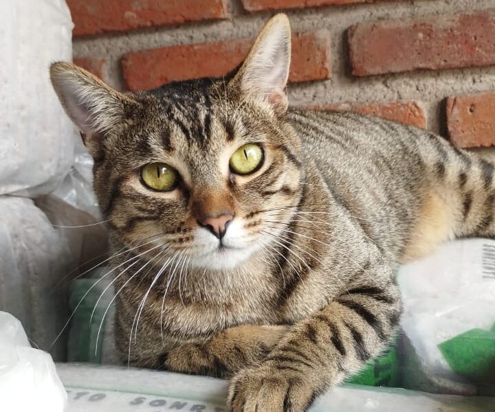 FELIPE