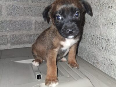 NACHITO