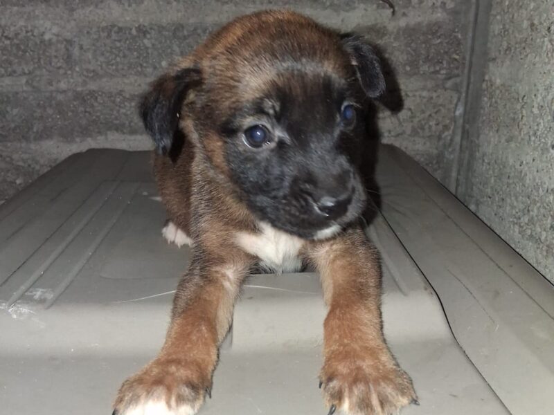 NACHITO