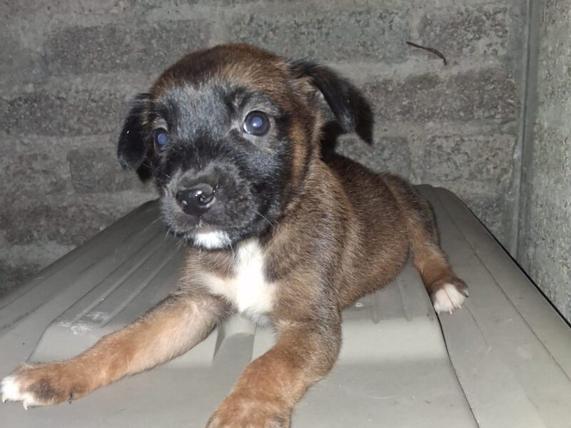 NACHITO