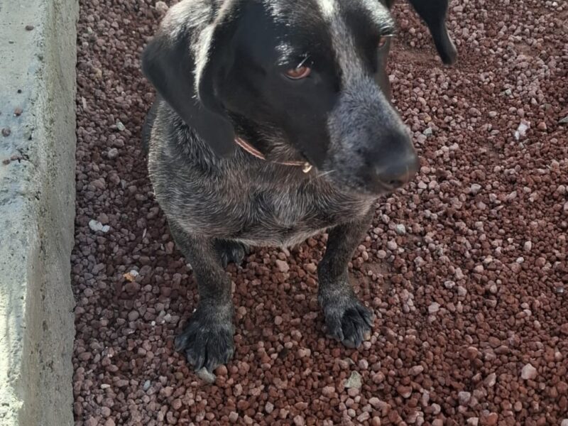 FIONA