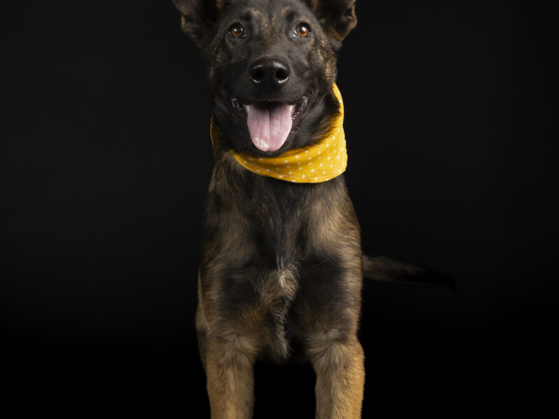 LEILA