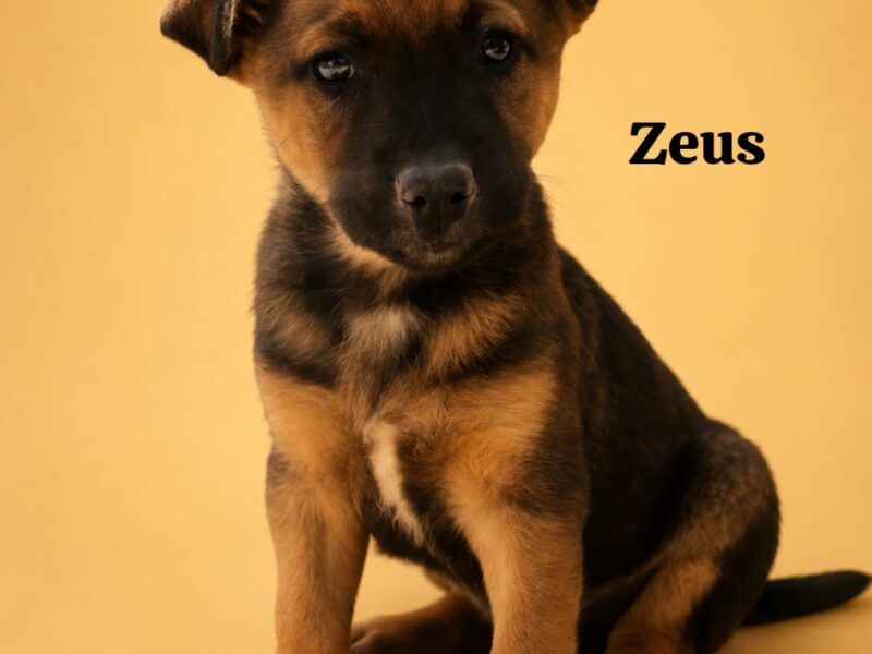 ZEUS