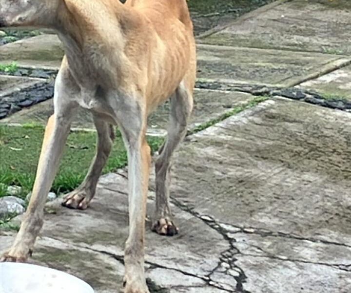 BONGO