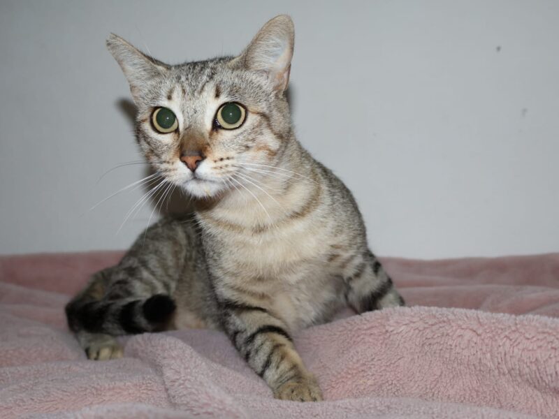 ZOE
