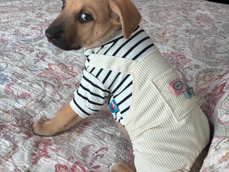 COCO