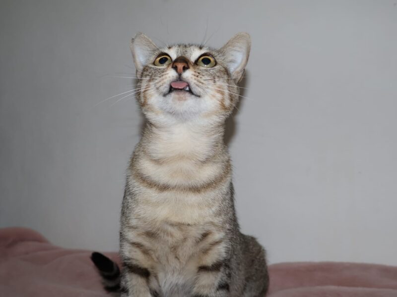 ZOE
