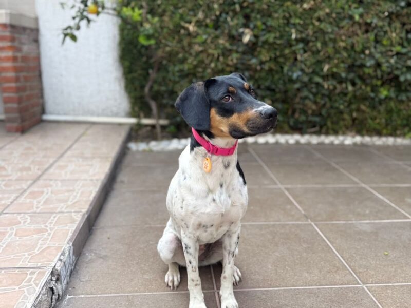 LOLA