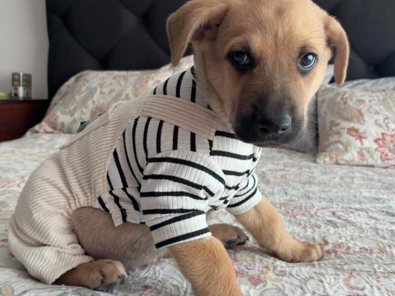 COCO