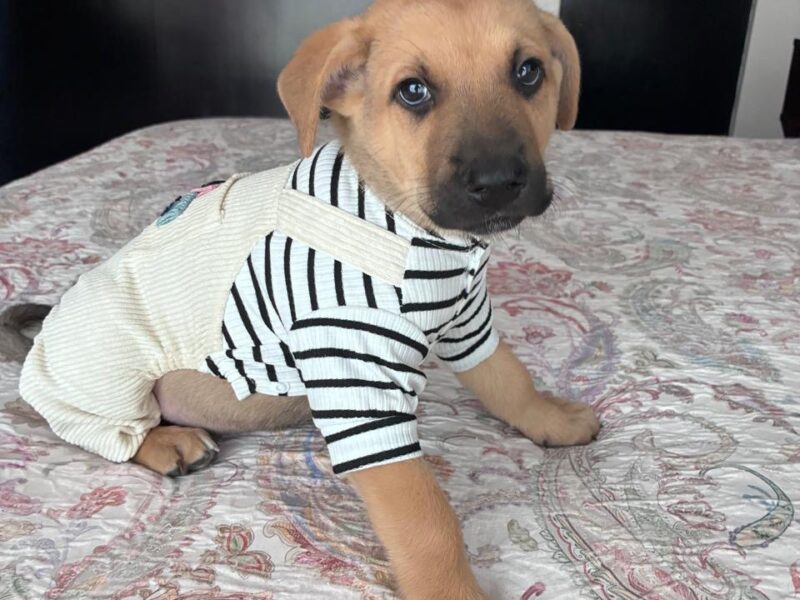 COCO