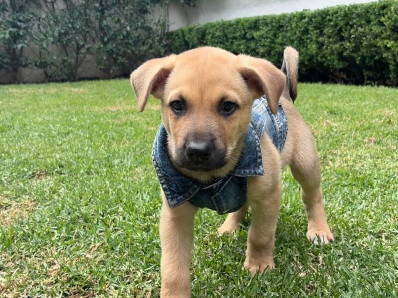 COCO