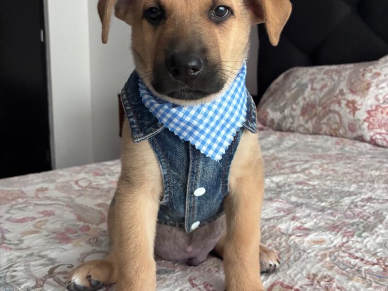 COCO