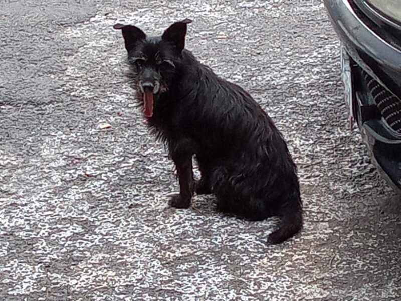 BLACKY