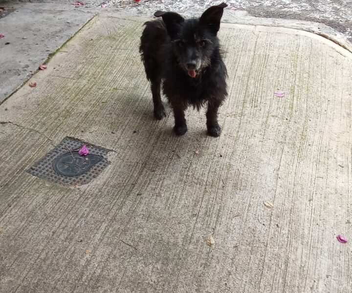 BLACKY