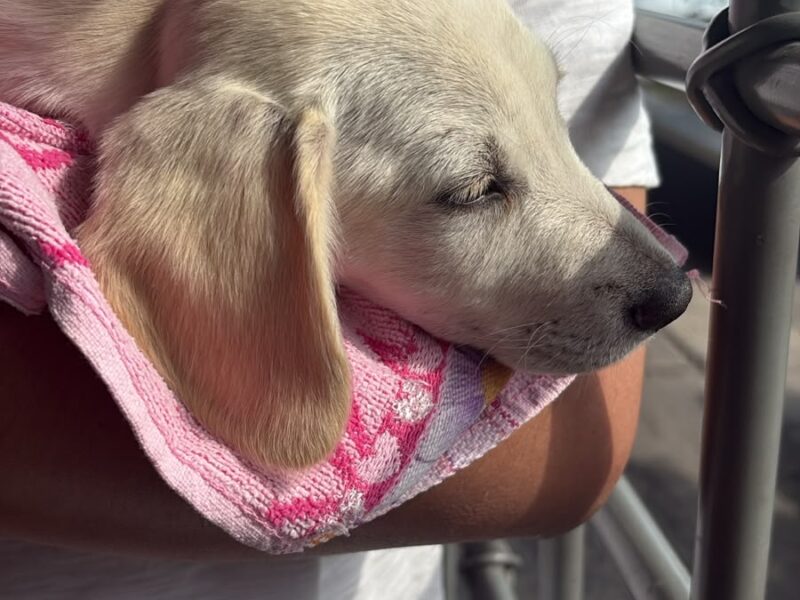 MUFFIN