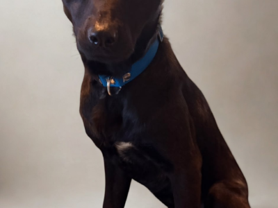 KODA
