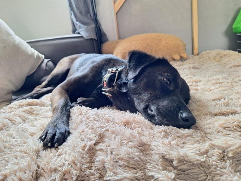KODA