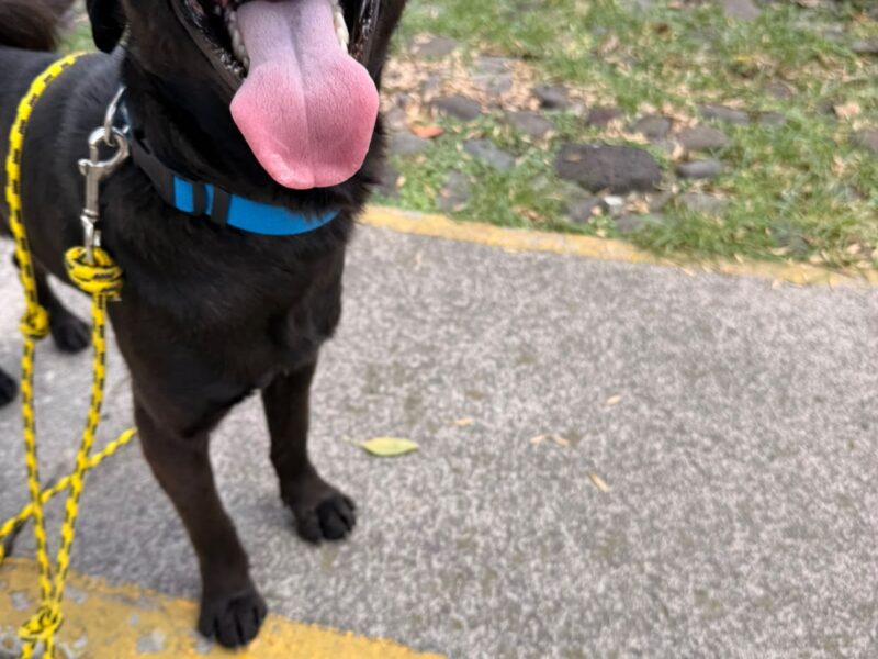 KODA