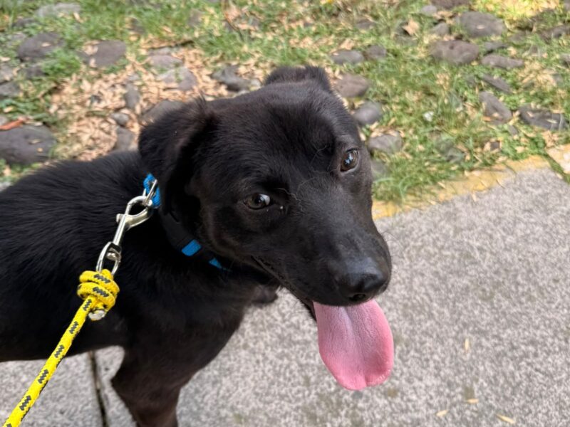 KODA