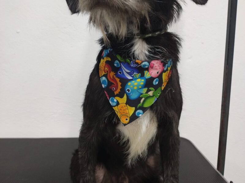 CAMILO
