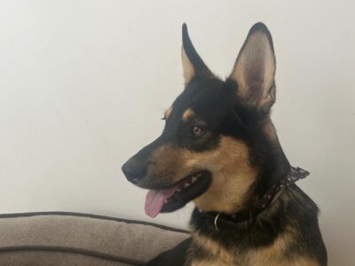 ROCKY