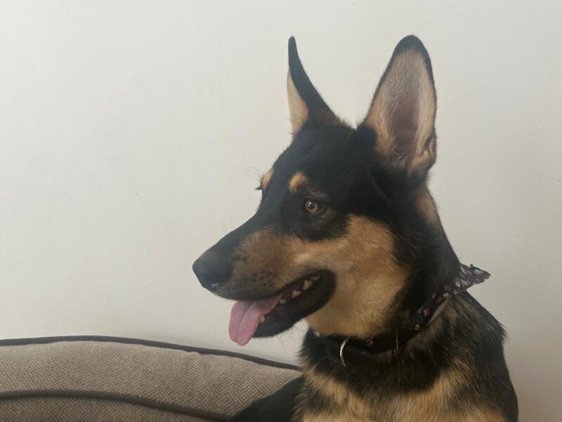 ROCKY