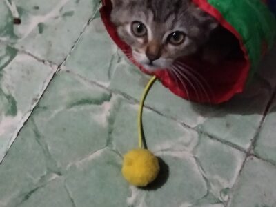 BEBÉ