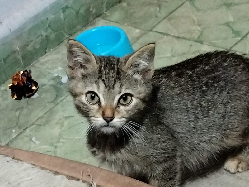 BEBÉ