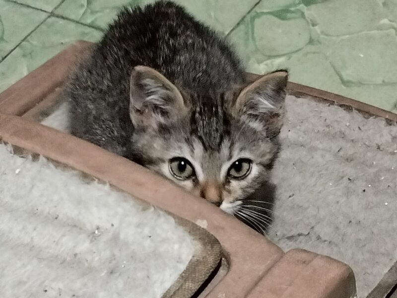 BEBÉ