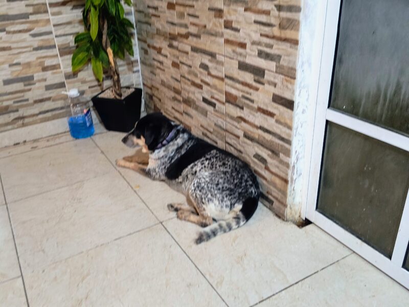PATOTAS