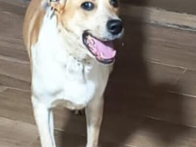 MILO