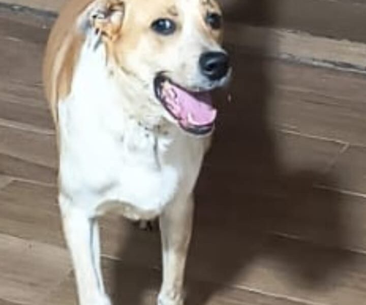 MILO