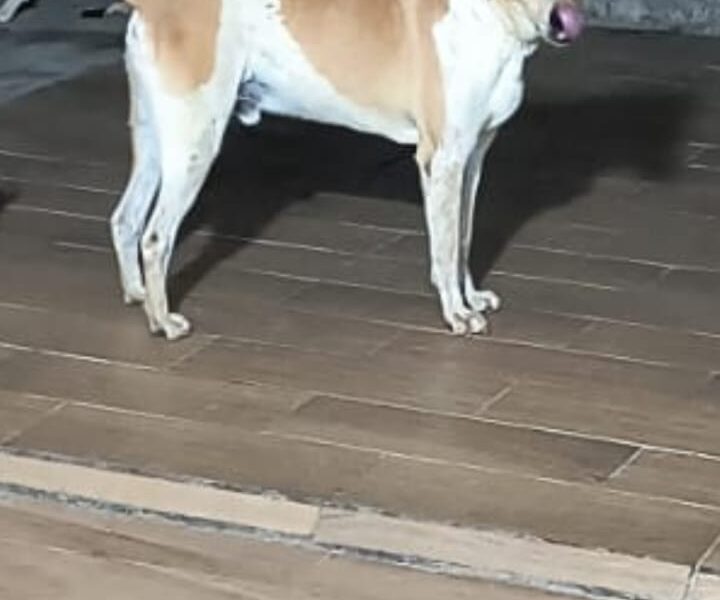 MILO