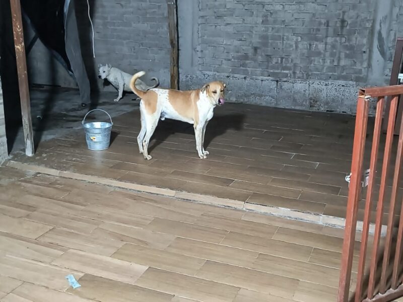 MILO