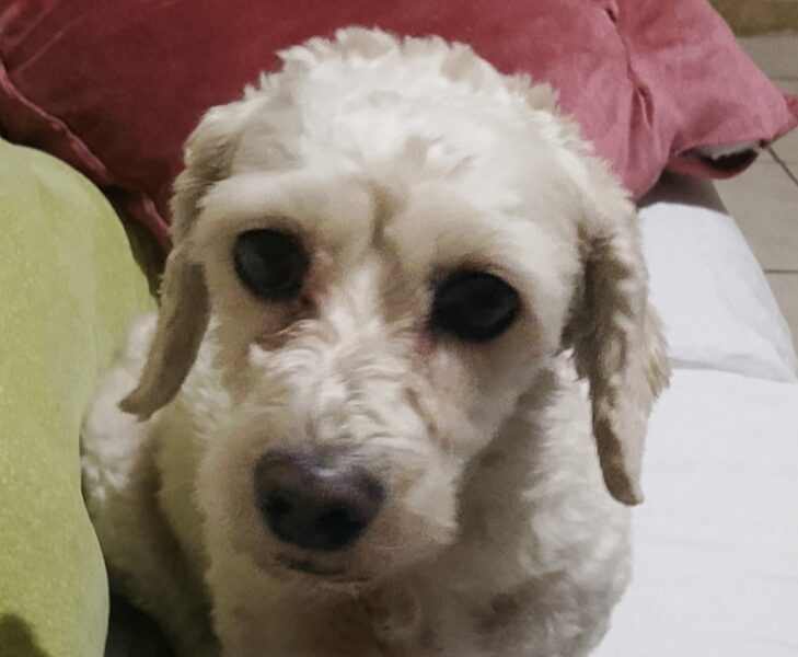DAISY