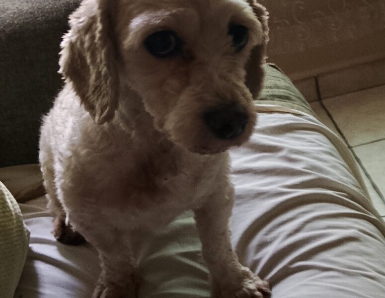 DAISY