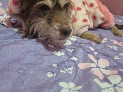 ZARY