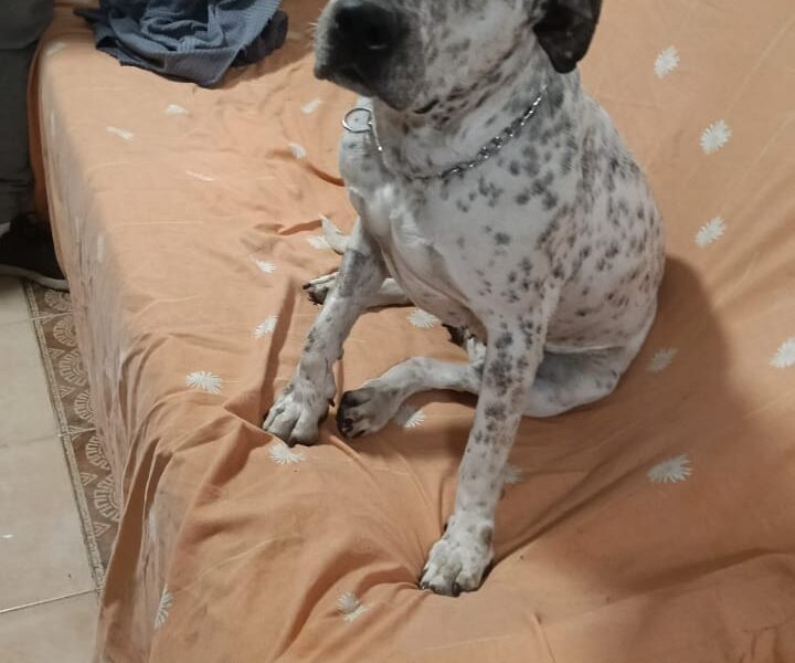 MILLY