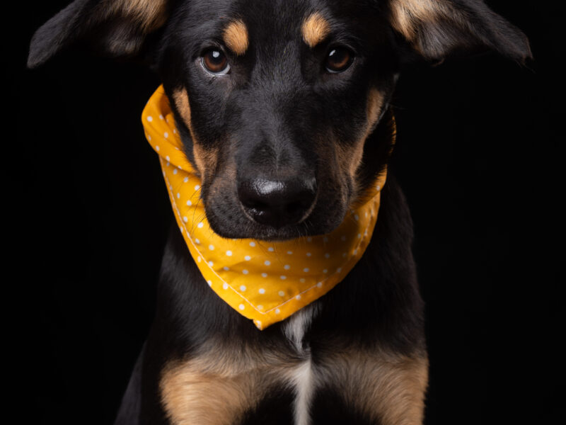 GIGI