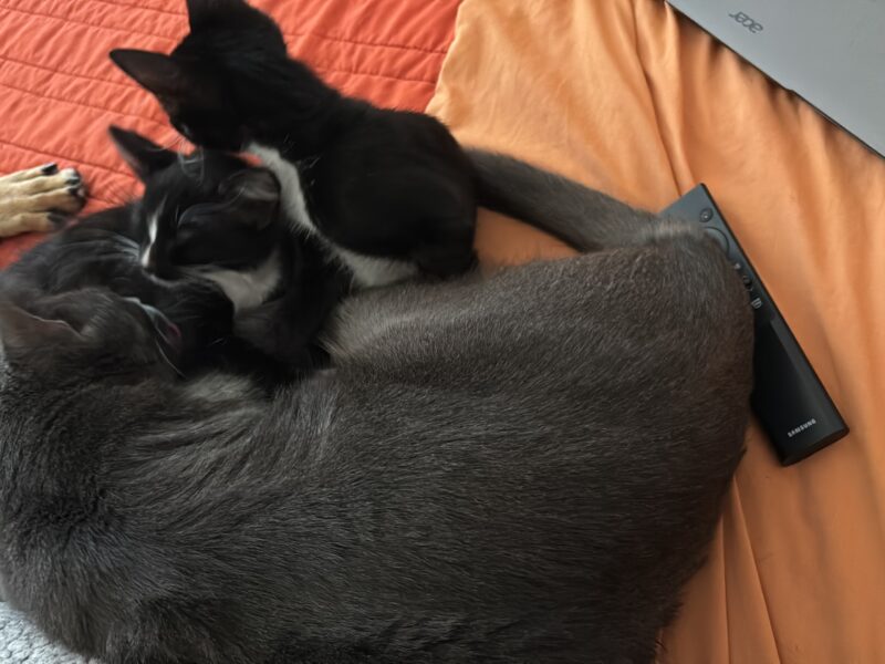 SIPI Y SAPI