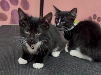 SIPI Y SAPI
