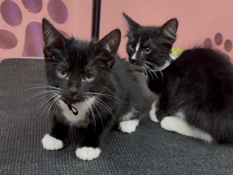 SIPI Y SAPI