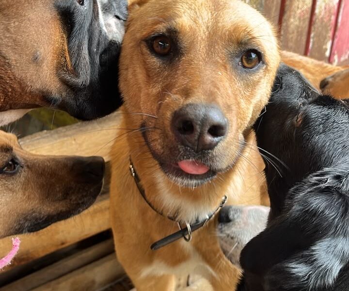 CARMELA