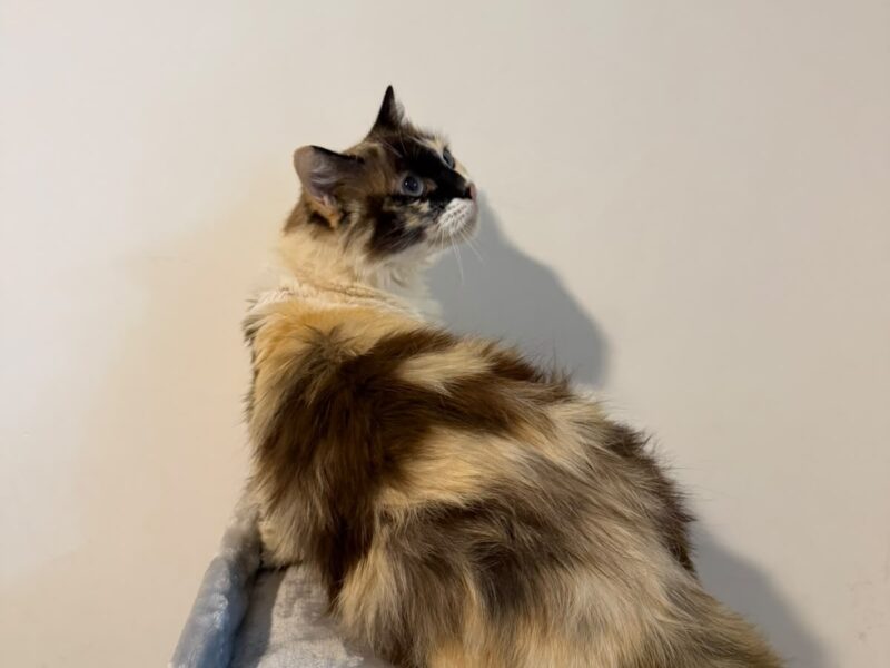 SIENNA
