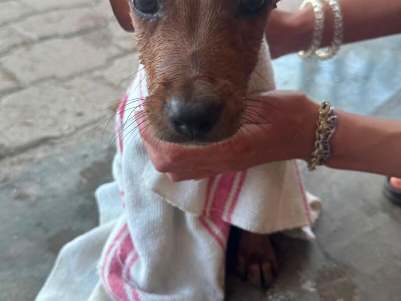 PONCHO