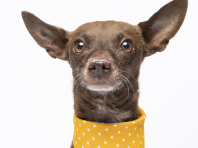 CHIHUI